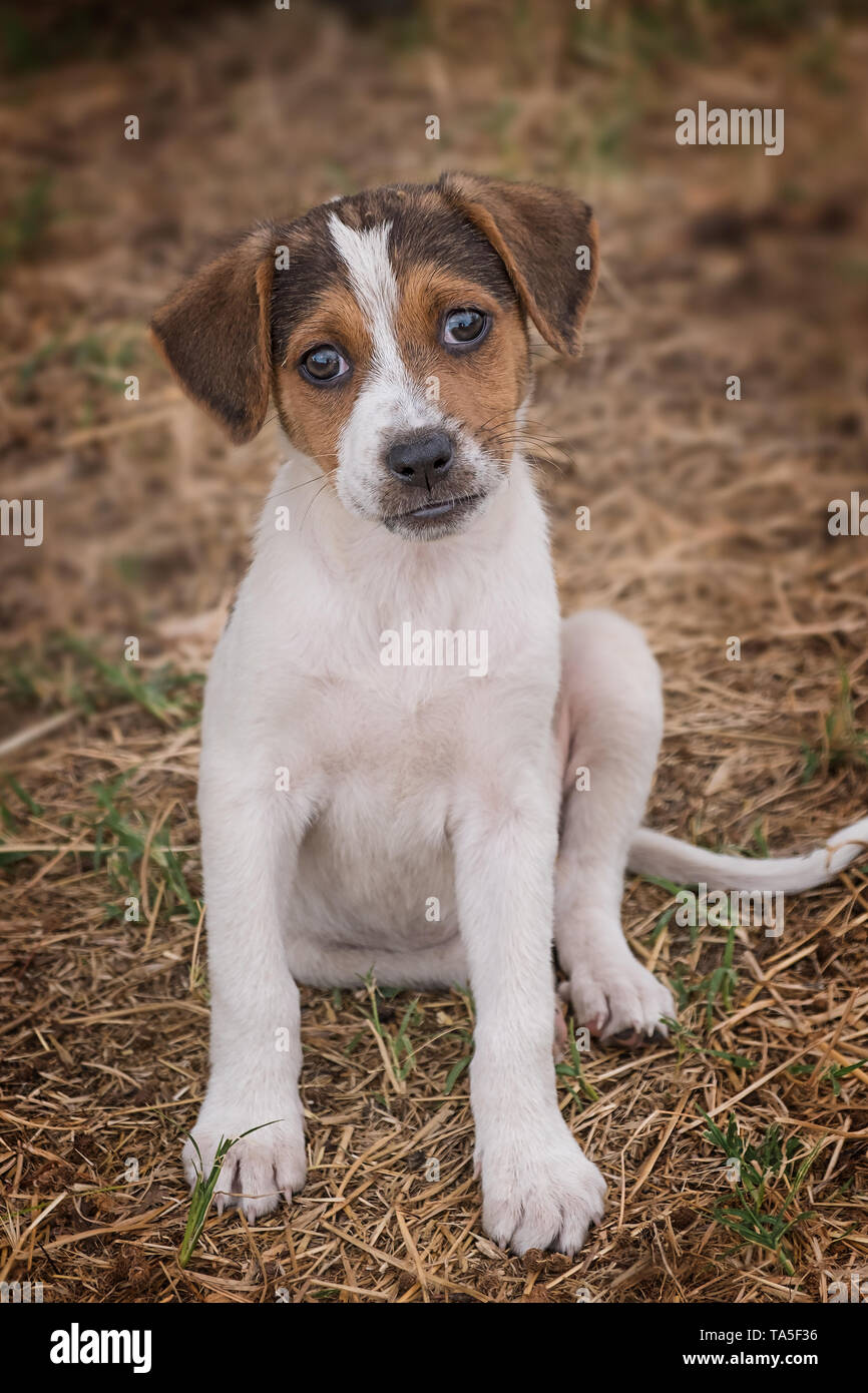 A dog can be your best friend Stock Photo Alamy