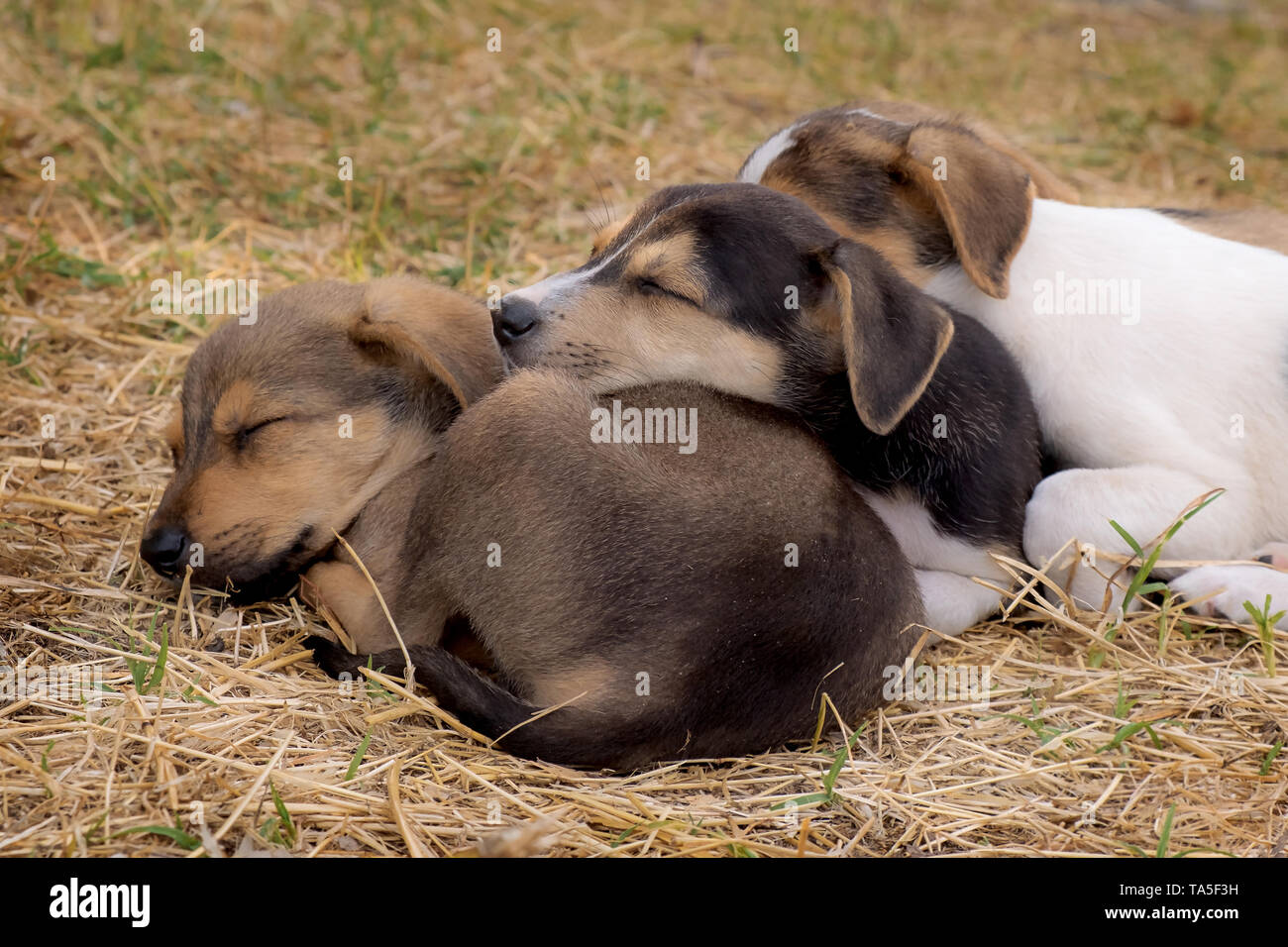 A dog can be your best friend Stock Photo Alamy