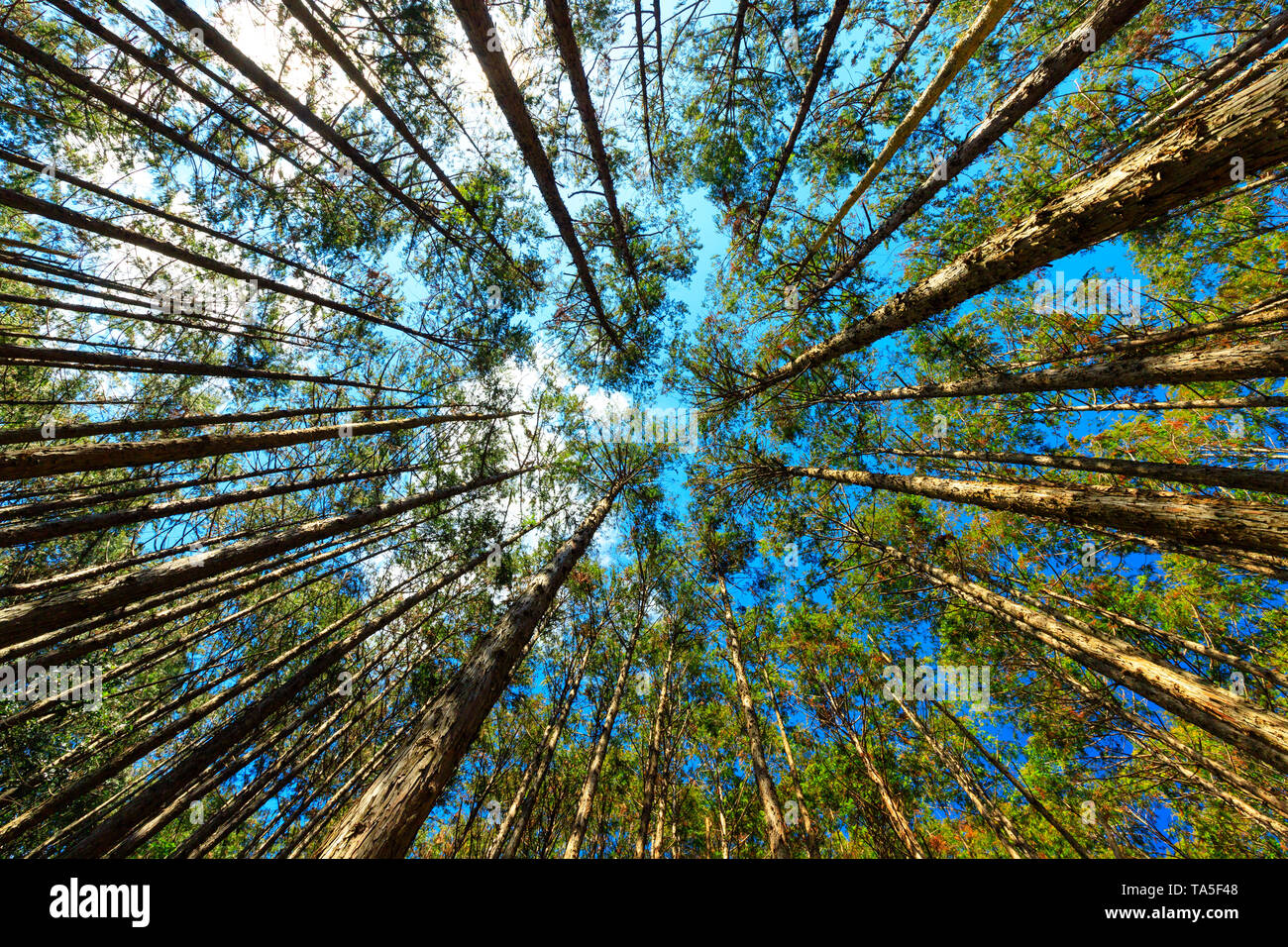 Japanese cypress forest Cryptomera Japonica dynamic view from below, Kumano Kodo forest in Japan Stock Photo