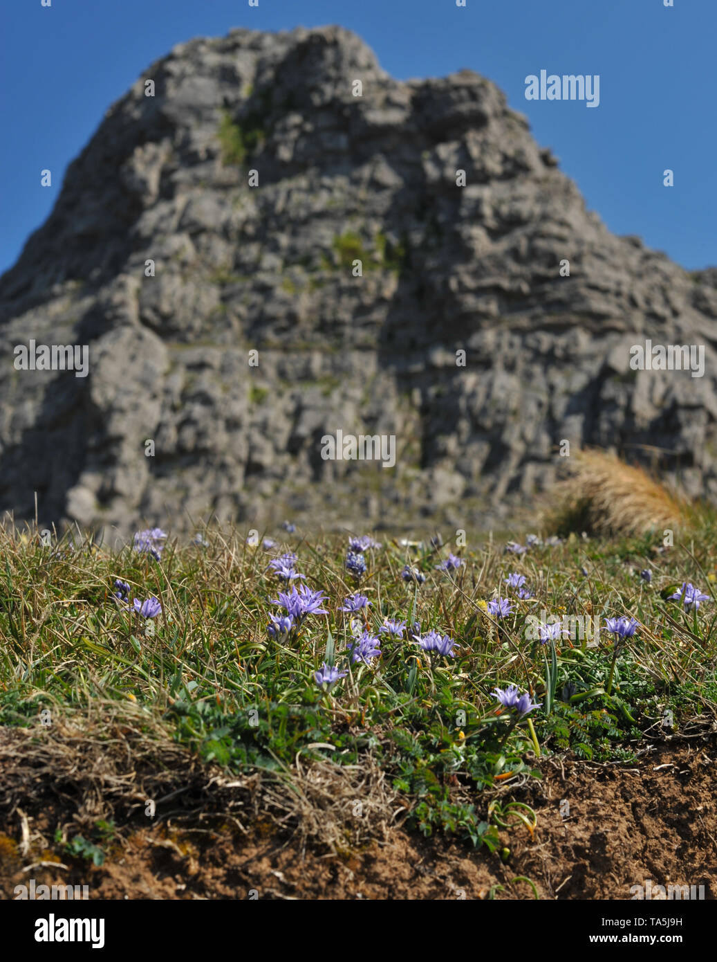 Spring Squill flowers early with a haze of blue small starry flowers. Here shown growing below limestone cliffs on south Gower. Stock Photo