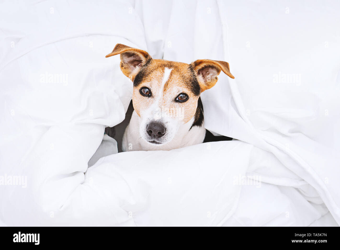 Jack Russell Dog Pattern Print Duvet Cover Bedding Set