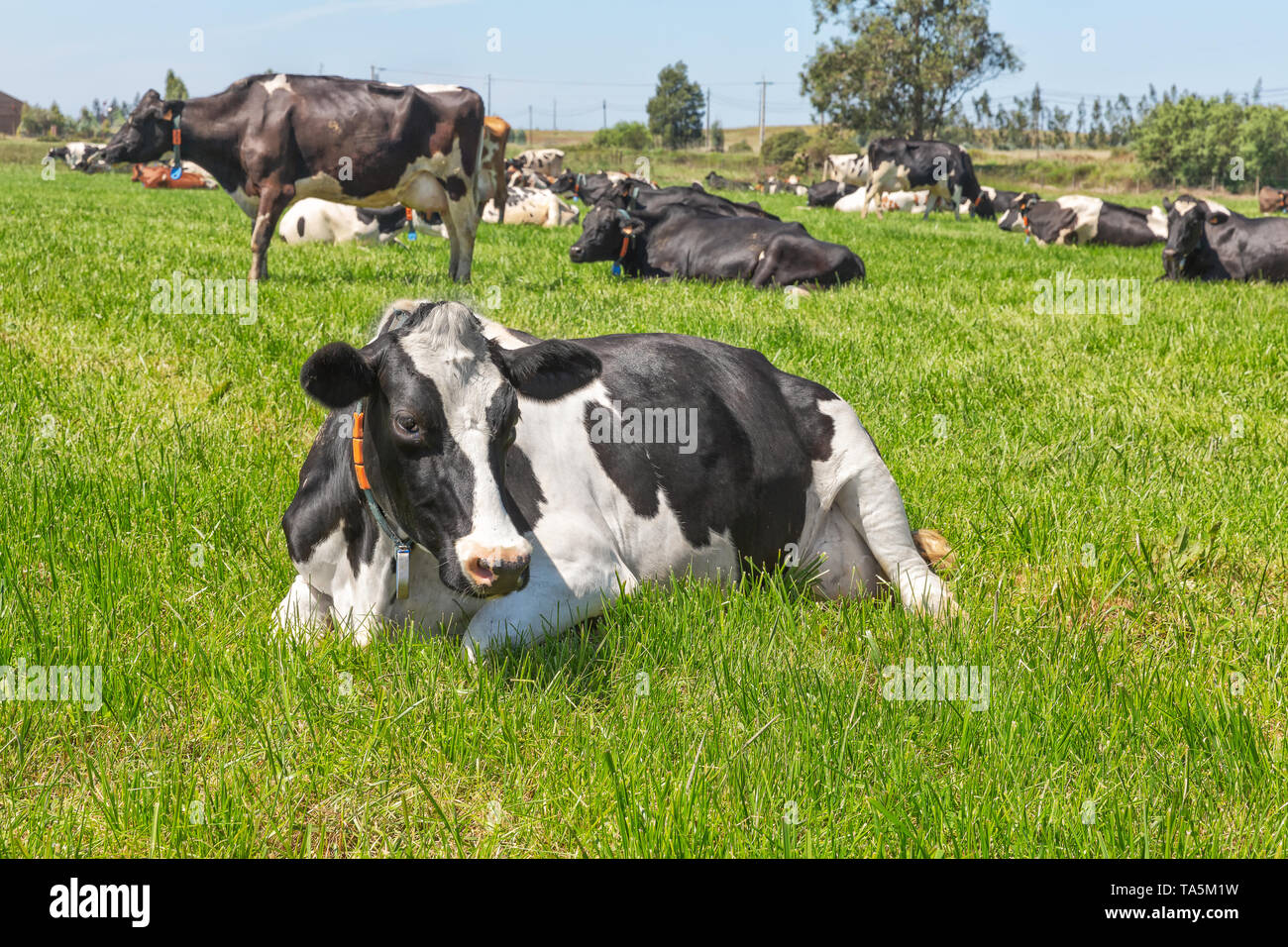 Domestic cattle holstein cow laying hi-res stock photography and images ...