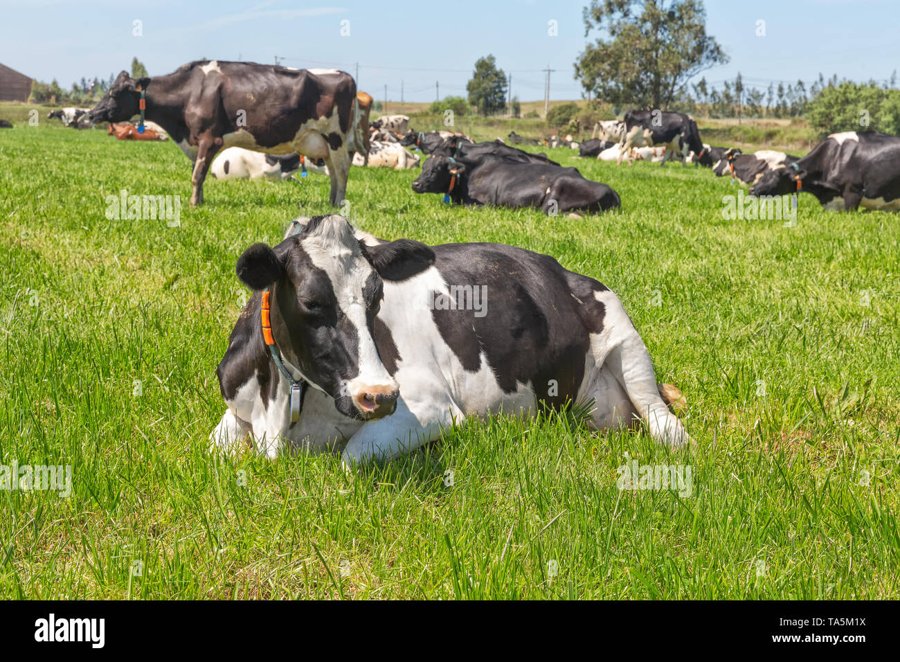 Friesian holstein dairy cow lying on green grass Stock Photo - Alamy