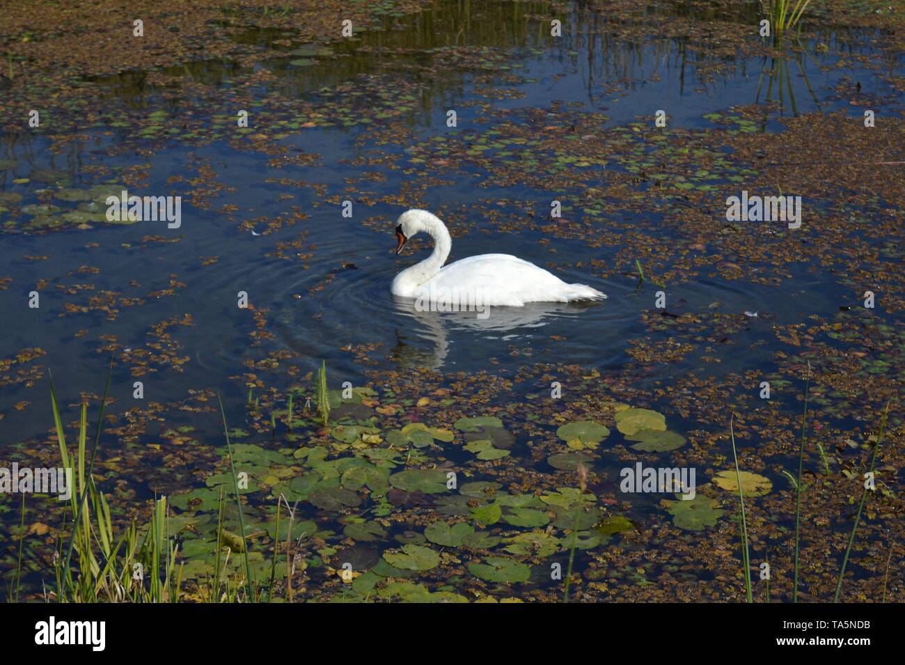 Swan - king of the lake Stock Photo