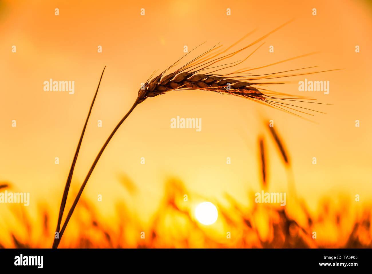 Harvest time beauty in hi-res stock photography and images - Alamy