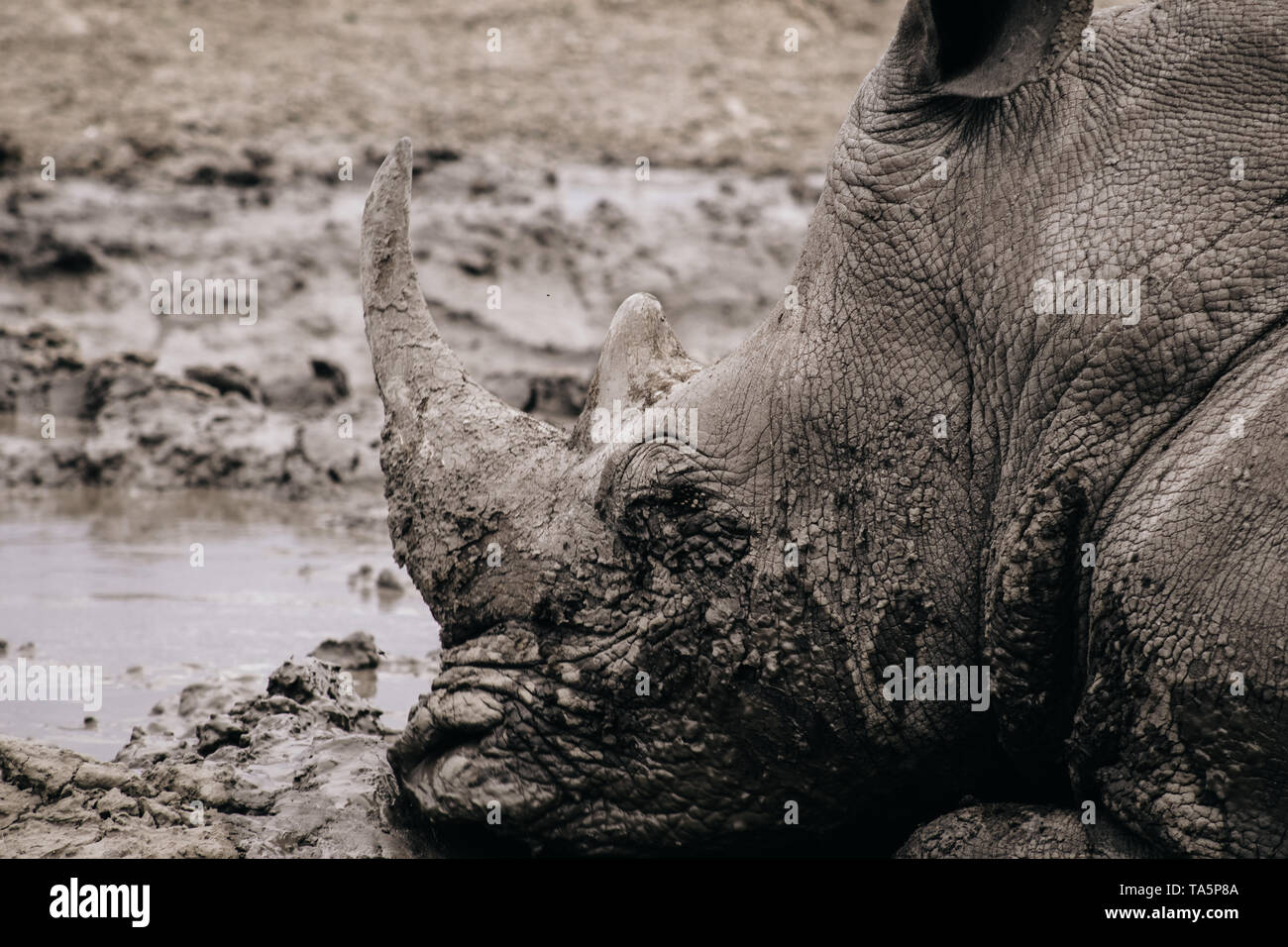 White Rhino lying in the mud in Africa. Stock Photo