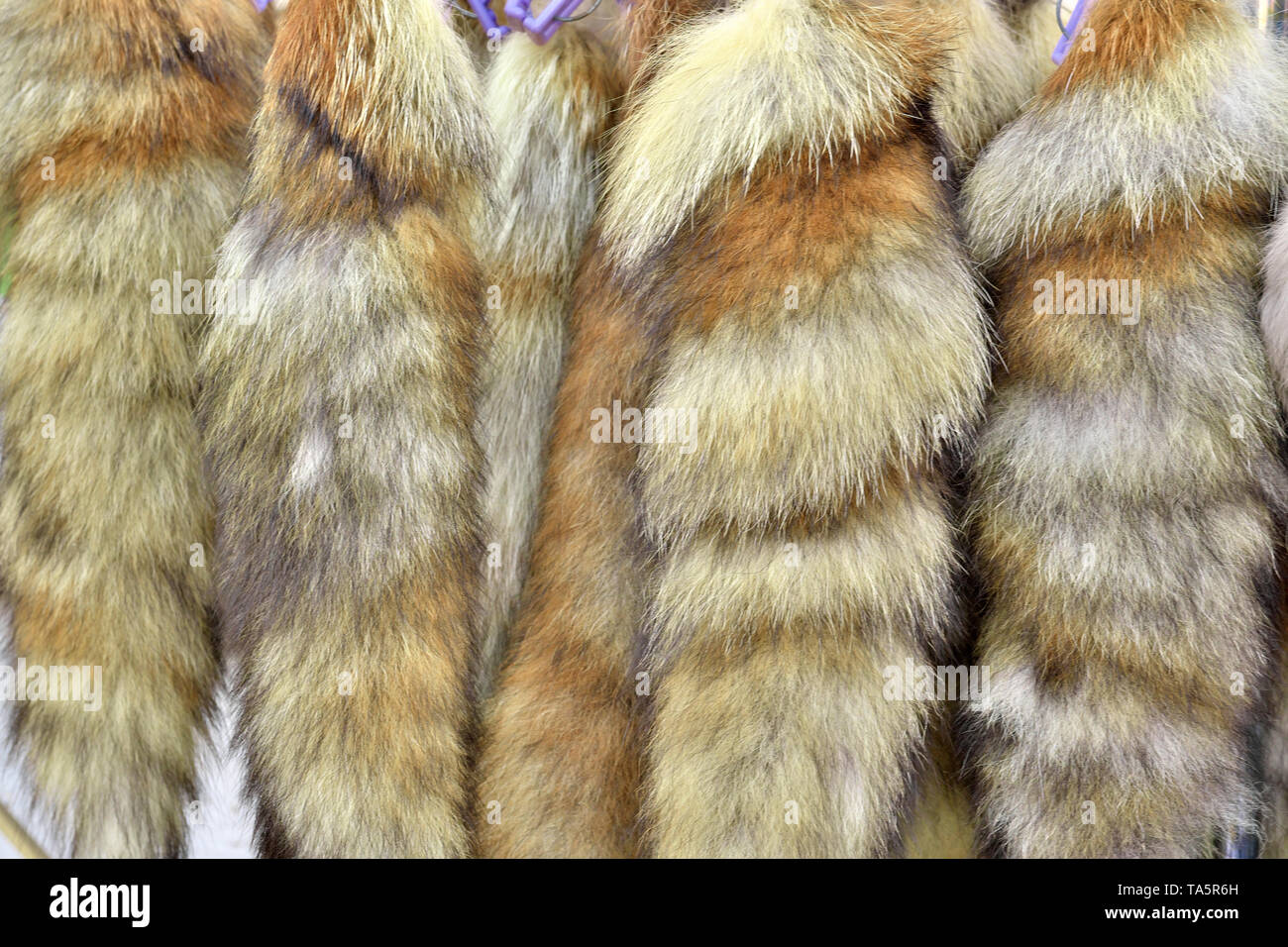 Tails of gray foxes on a collar hang on ropes on clothespins close-up Stock Photo