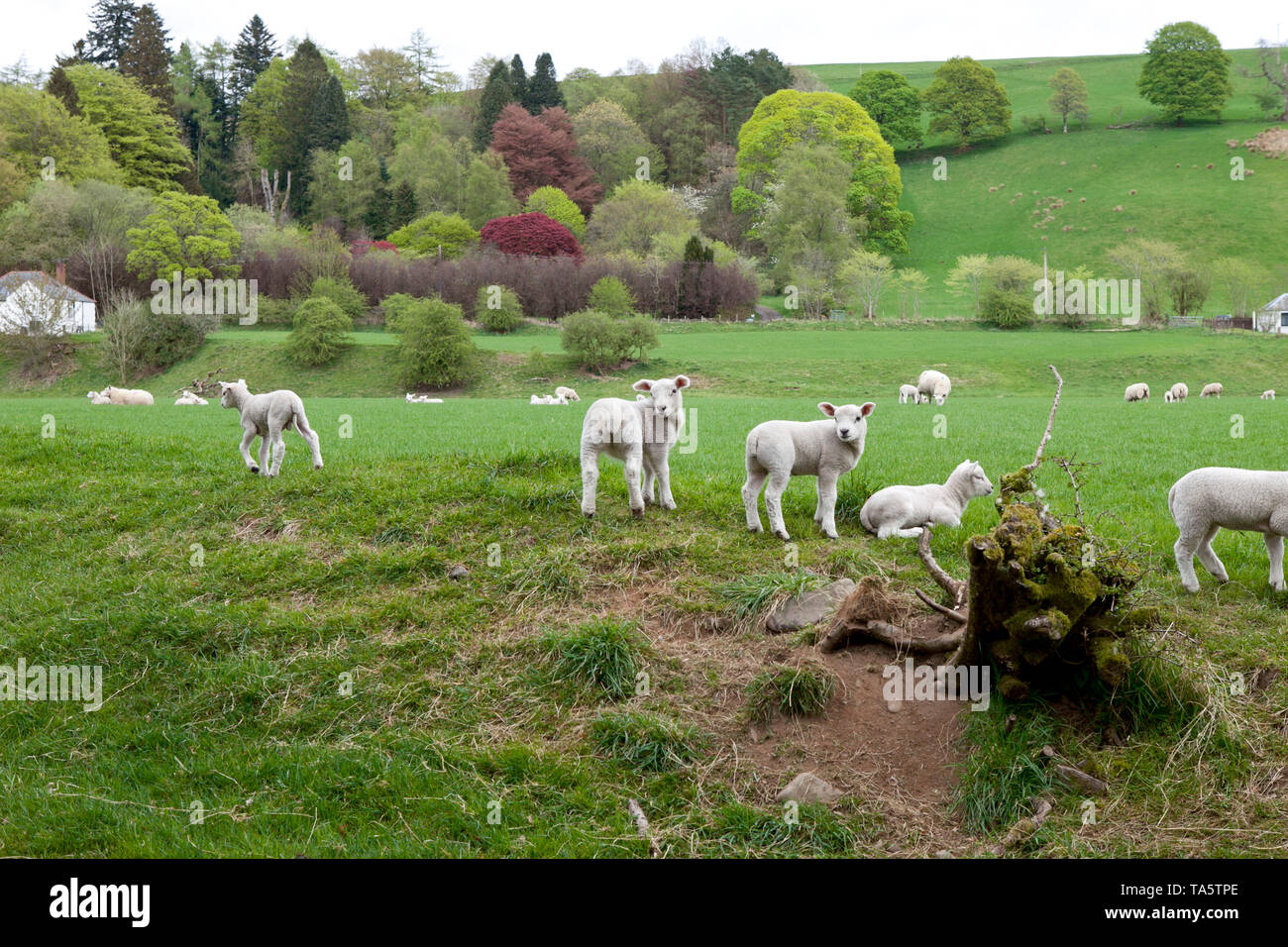 Lambs in spring with colourful tree and rolling hills Moffat Scotland. Stock Photo