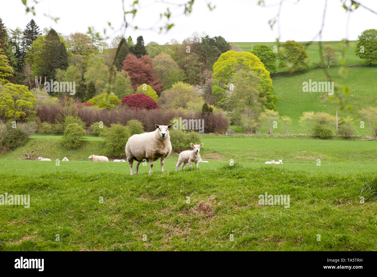 Lambs in spring with colourful tree and rolling hills Moffat Scotland. Stock Photo