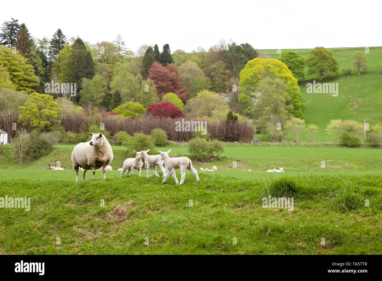 Lambs in spring with colourful tree and rolling hills Moffat Scotland. Stock Photo