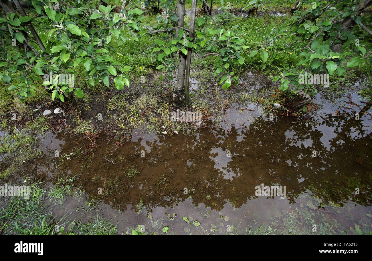 Meckenbeuren, Germany. 22nd May, 2019. Rainwater collects at the bottom of an apple orchard. (to dpa-lsw: "Farmers in Baden-Württemberg happy about rain") Credit: Karl-Josef Hildenbrand/dpa/Alamy Live News Stock Photo