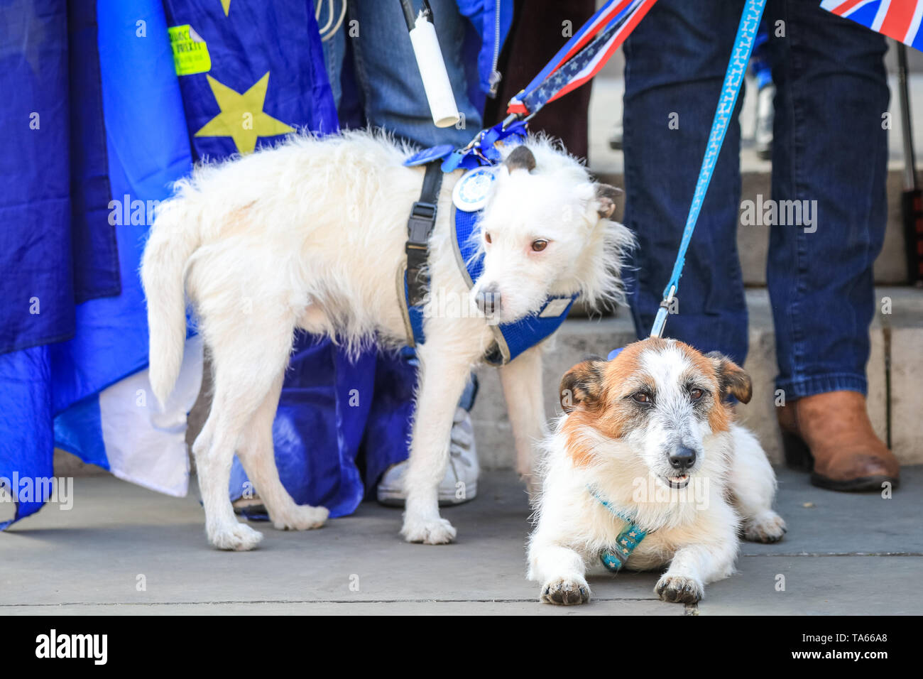 Westminster, London, UK, 22nd May 2019. Two Pro-European pooches join in with the protesters. Anti Brexit protesters outside Parliament get together for a 'Stop Brexit' shout out with placards, banners and Stop Brexit signs. Protesters have come from different groups, including Steve Bray, founder of SODEM (Stand of Defiance European Movement), knwon as Westminster's 'Mr. Shouty Man'. Credit: Imageplotter/Alamy Live News Stock Photo