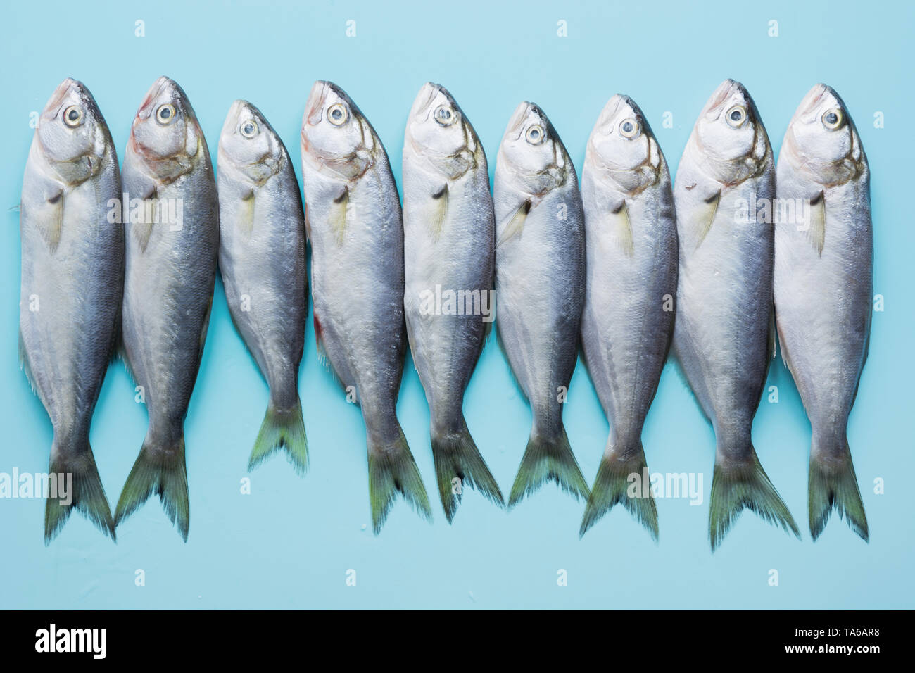 Black sea bluefish on blue background. Fish pattern with space for text. View from above. Stock Photo