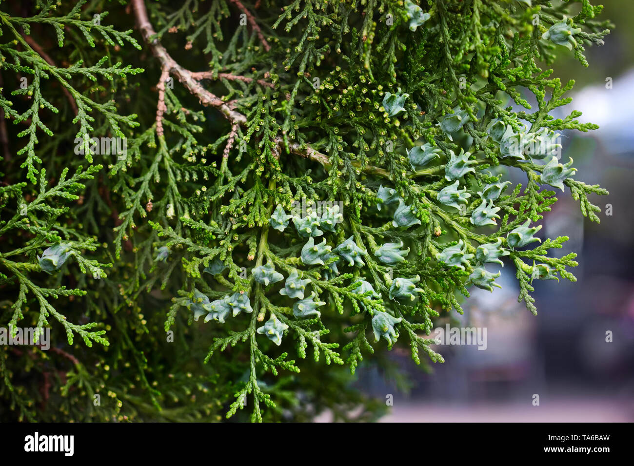 Evergreen needles of young cypress in botany garden close-up. Stock Photo