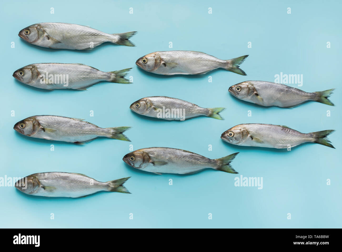 Black sea bluefish on blue background. Fish pattern with space for text. View from above. School of fish Stock Photo