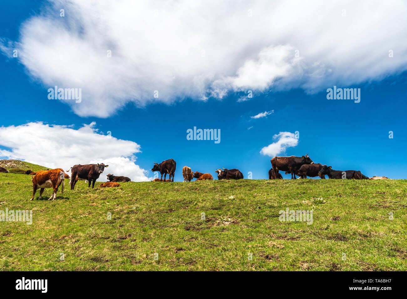 Idyllic landscape in the Alps with cows grazing in fresh green meadows ...