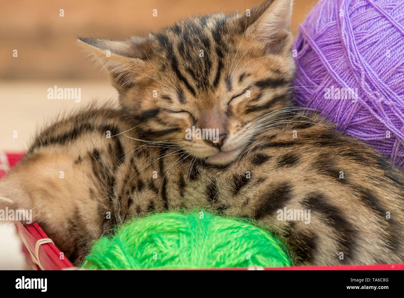 sleeping Bengal kittens with balls of thread close-up portrait Stock Photo