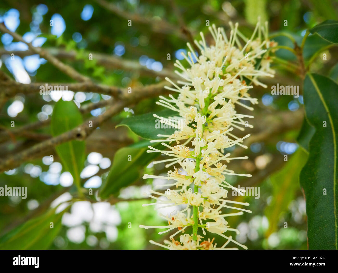 flower macadamia nut hang on tree branch and green leaf macadamia in the garden fruit background Stock Photo