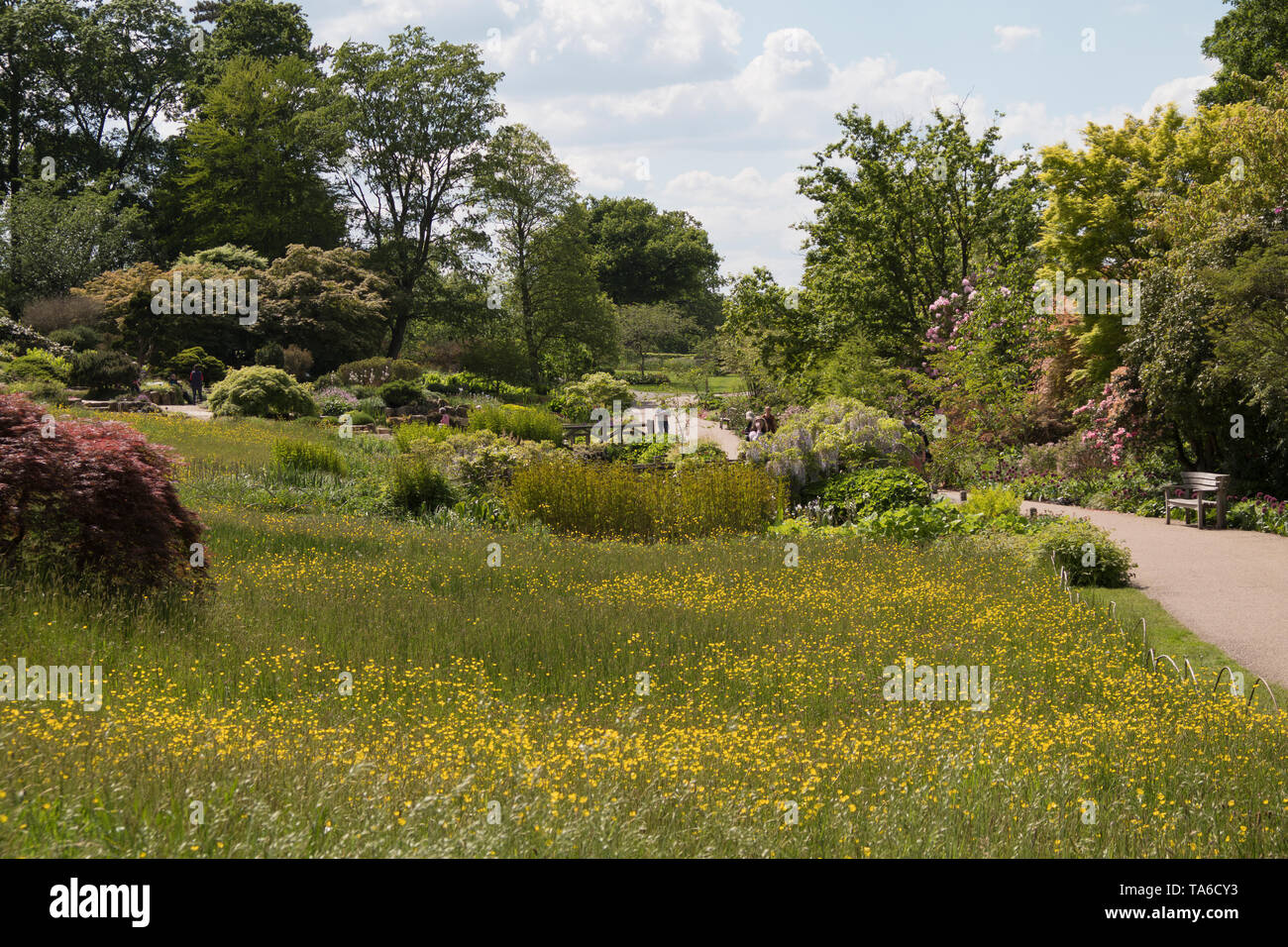 Wild meadow garden at RHS Wisley in Spring Stock Photo