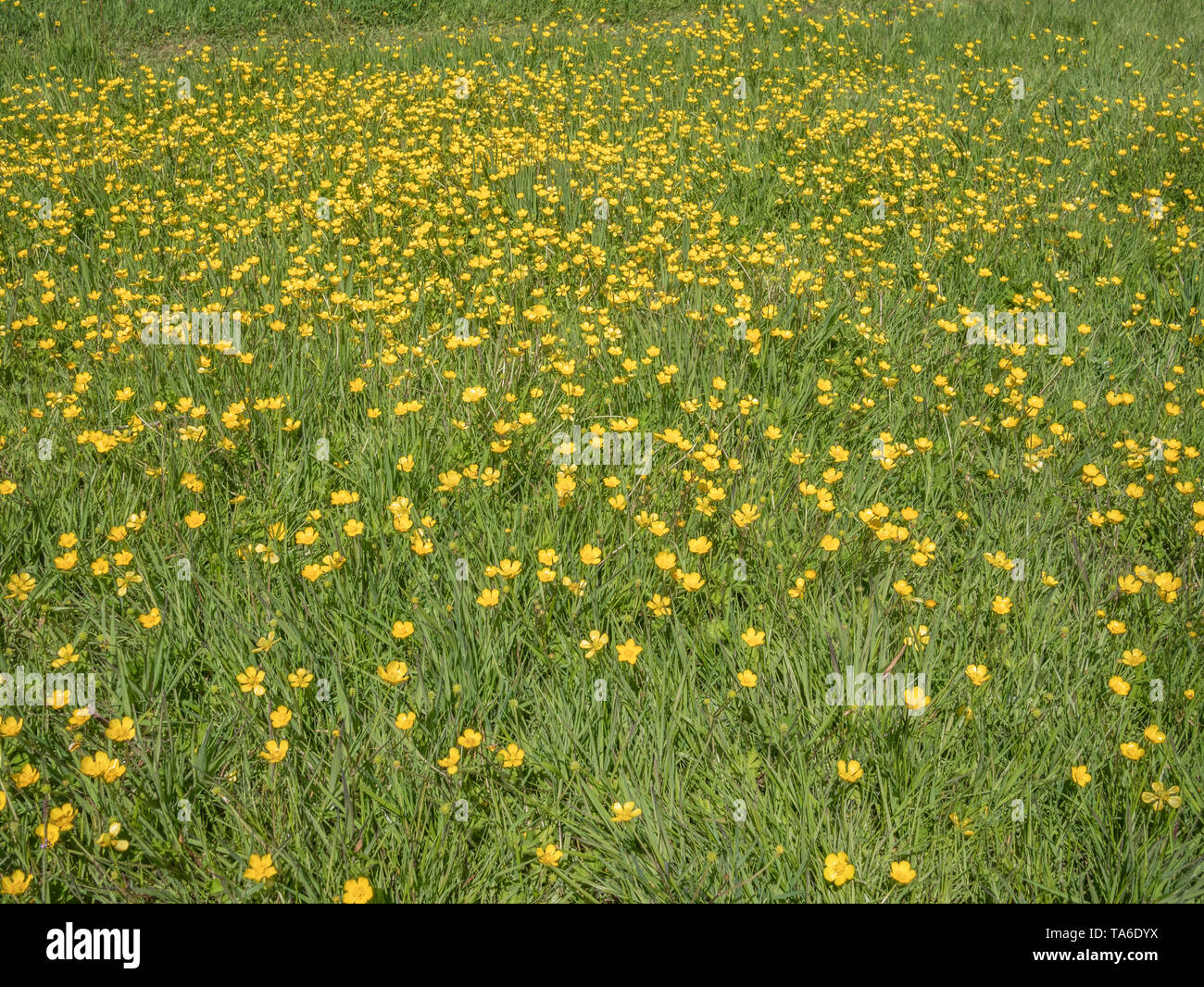 Patch of seasonal UK wild flowers Buttercups / Ranunculus repens in