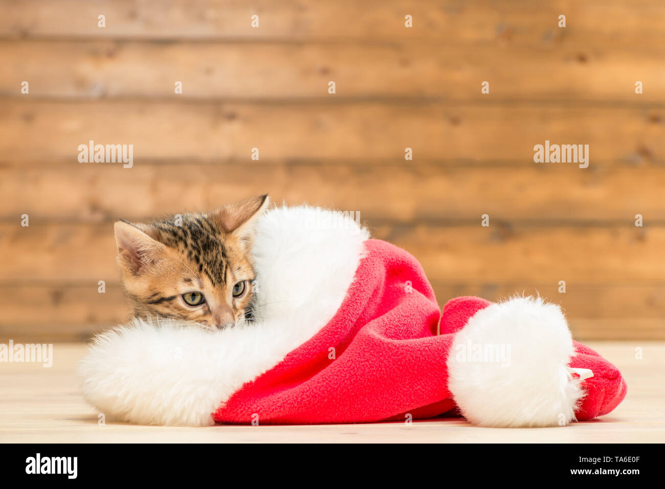 brown little kitten in a red Santa hat resting Stock Photo