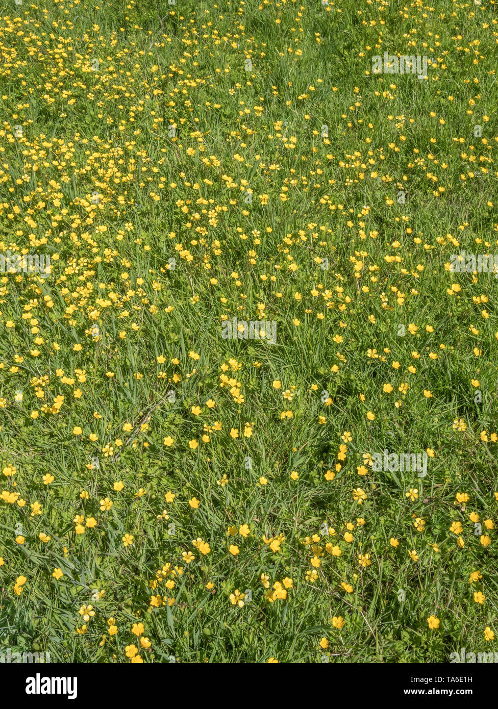 Patch of seasonal UK wild flowers Buttercups / Ranunculus repens in