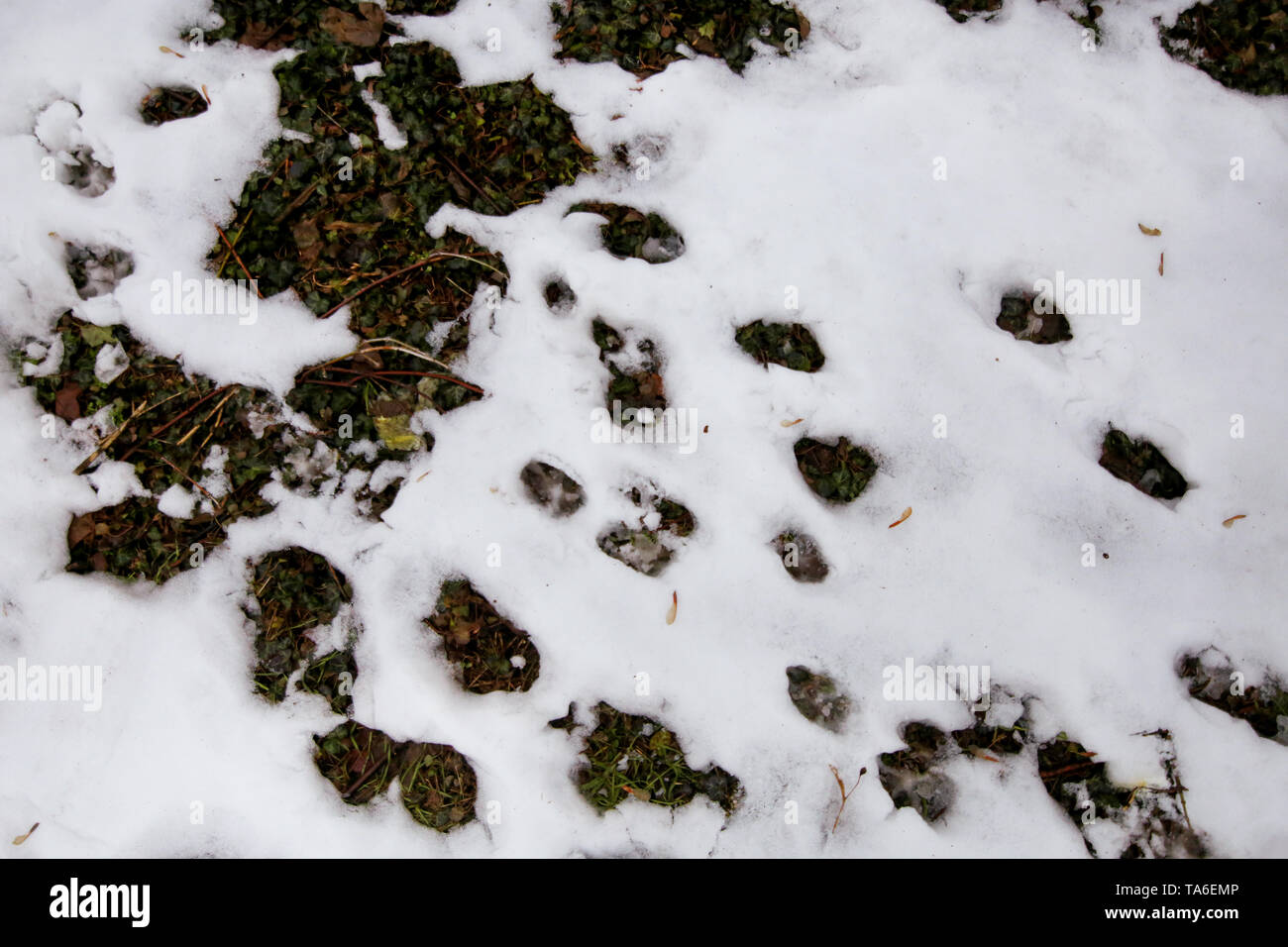Woodland Field Layer High Resolution Stock Photography and Images - Alamy