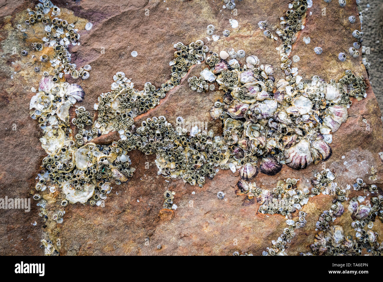 shellfish on the rocks / dry shellfish dead on the ... Biology Diagrams