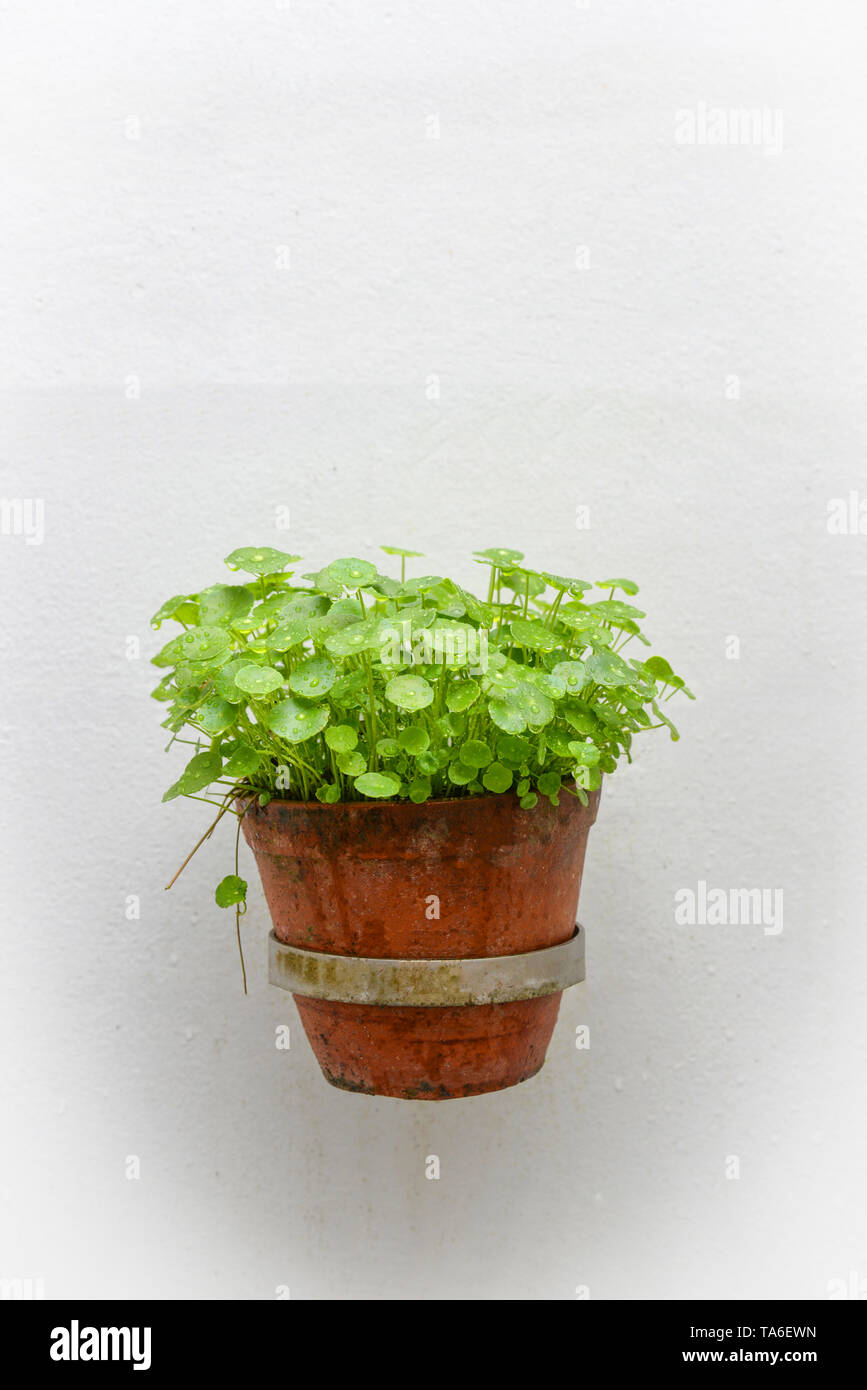 plant pot on wall / green plant in baked clay pot hang on white wall - Asiatic with drop water on leaves in pot on white background Stock Photo