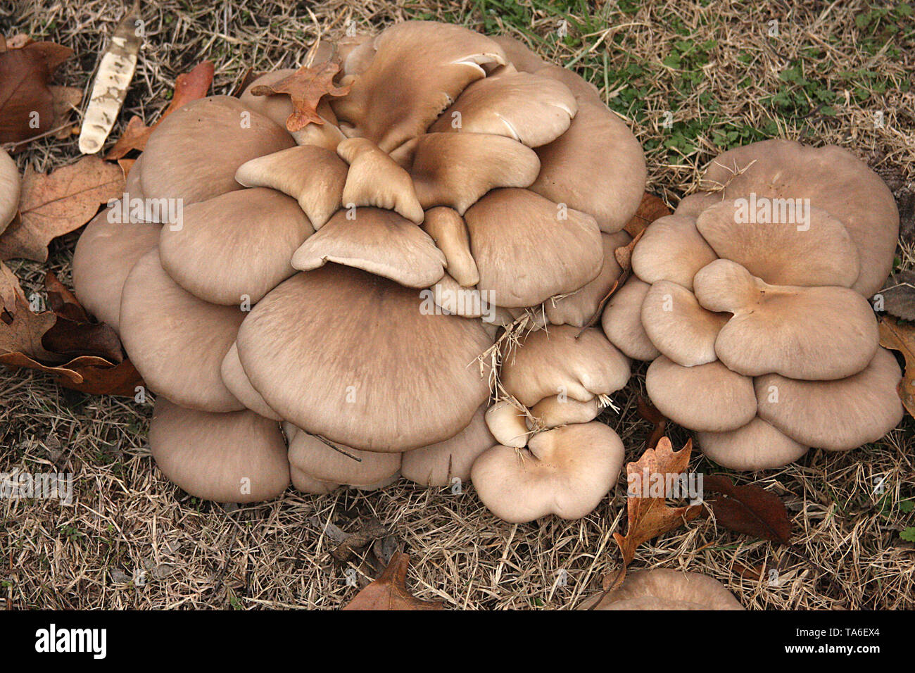 The ringless honey mushroom (Armillariella tabescens) in Oklahoma, USA Stock Photo