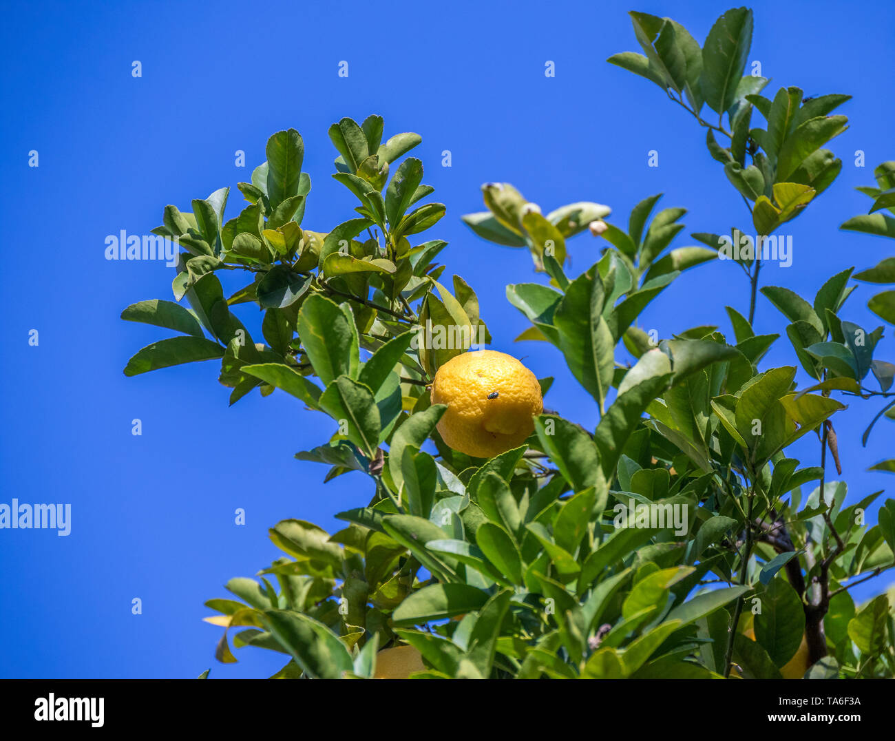 A lemon with a fly sunning itself on it hangs in a tree with green leaves isolated against a crisp blue sky image with copy space Stock Photo
