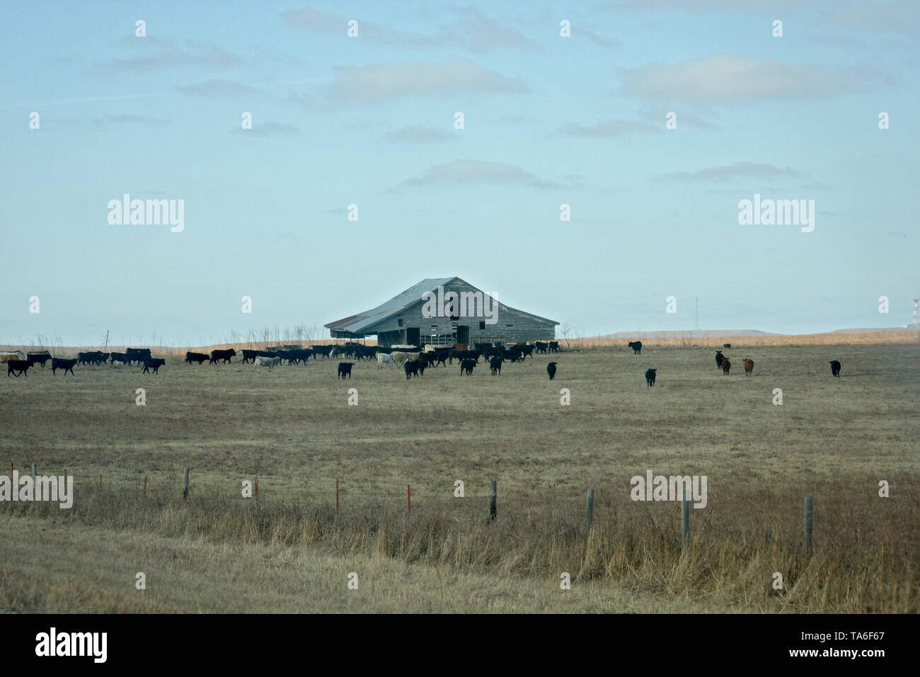 Cattle farm in Oklahoma, USA Stock Photo - Alamy
