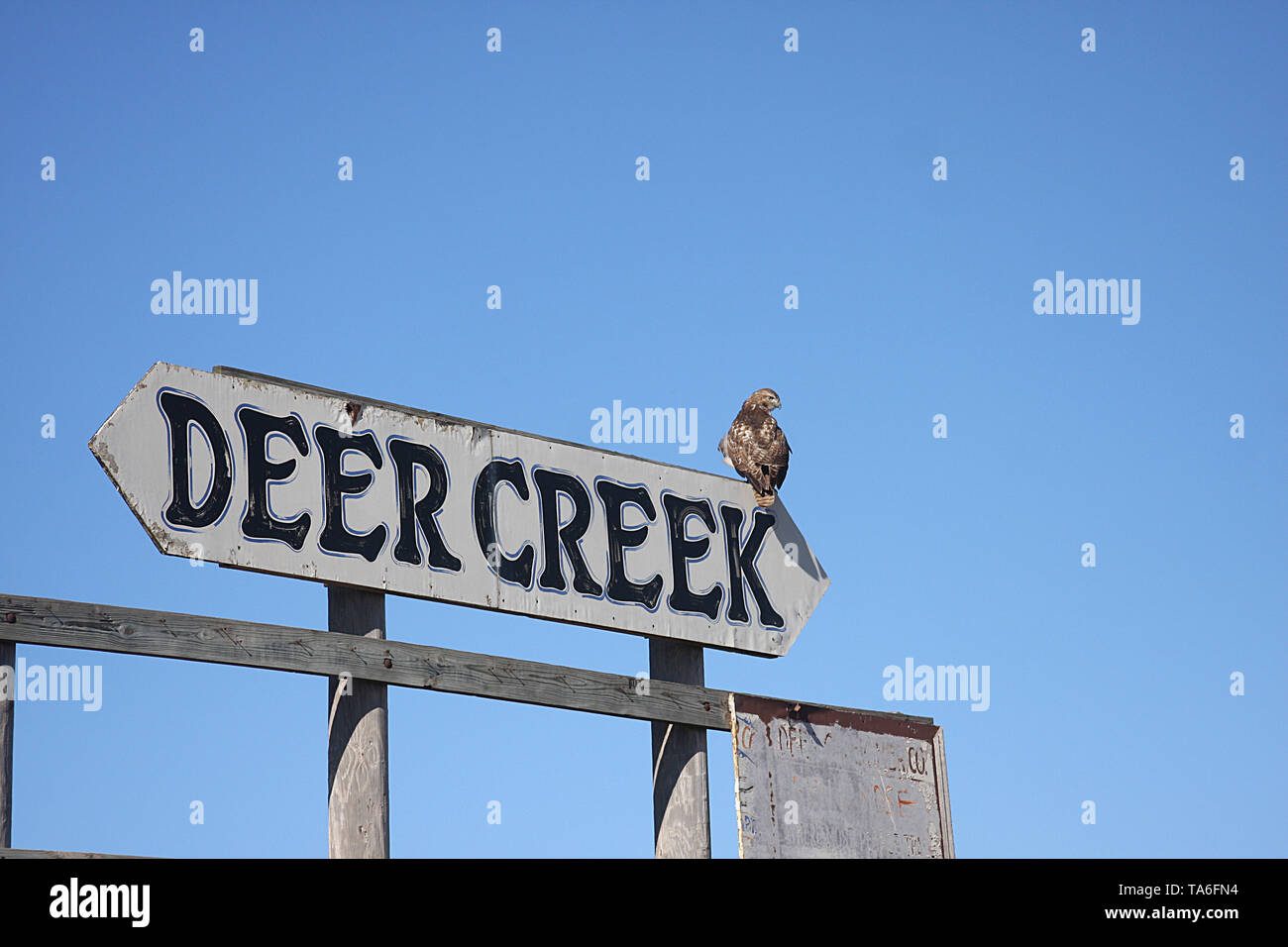 Hawk sitting on old sign in the town of Deer Creek, OK, USA Stock Photo