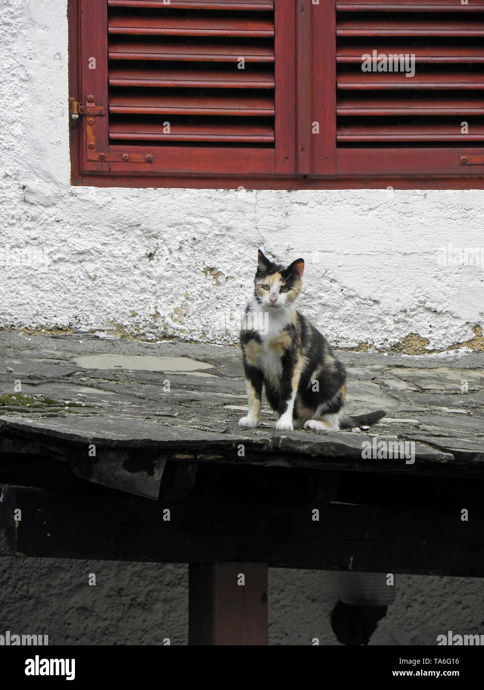 Lovely cat in Trebinje, Bosnia and Herzegowina Stock Photo