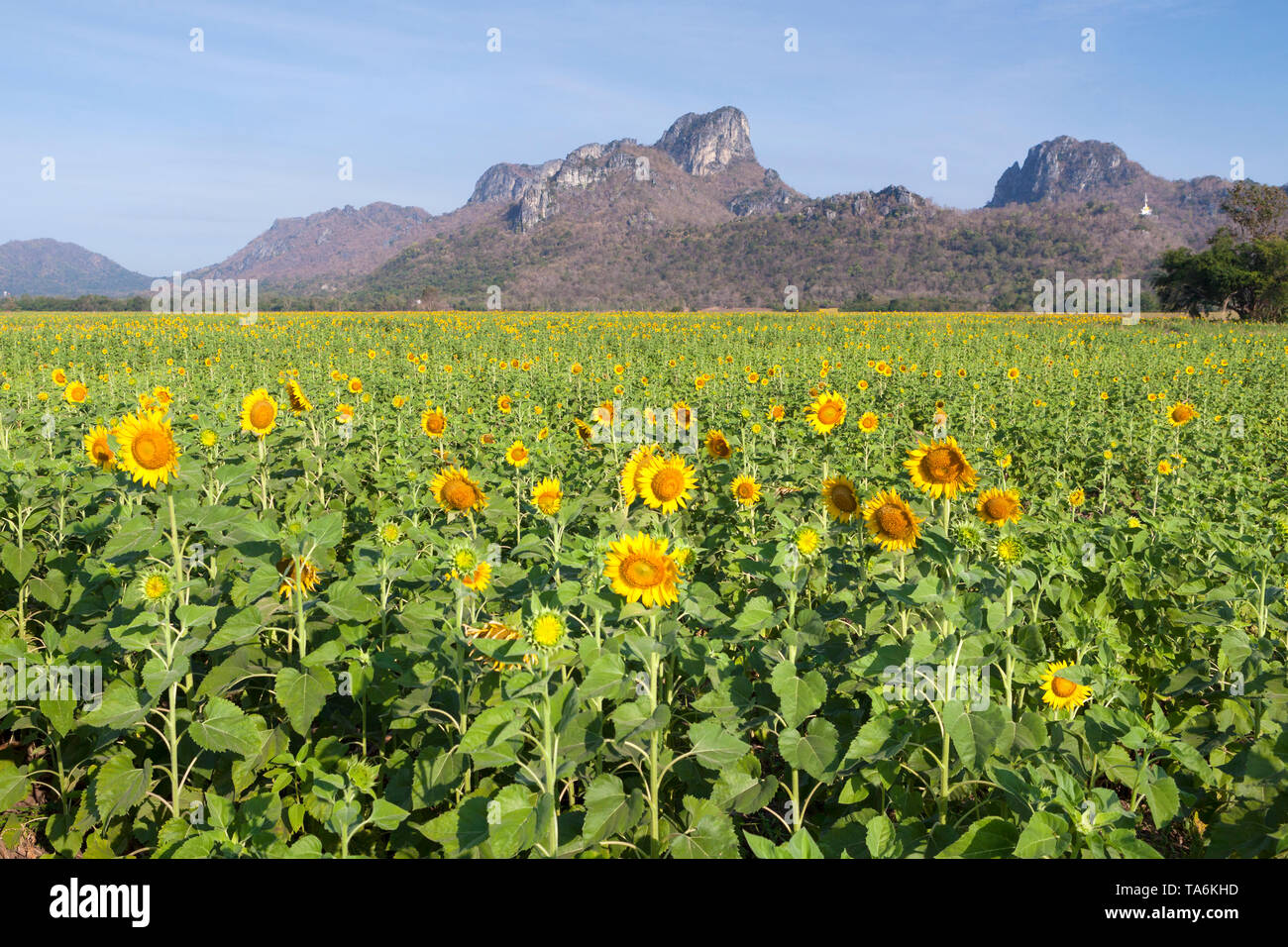 Sunflower fields, Thailand Stock Photo Alamy