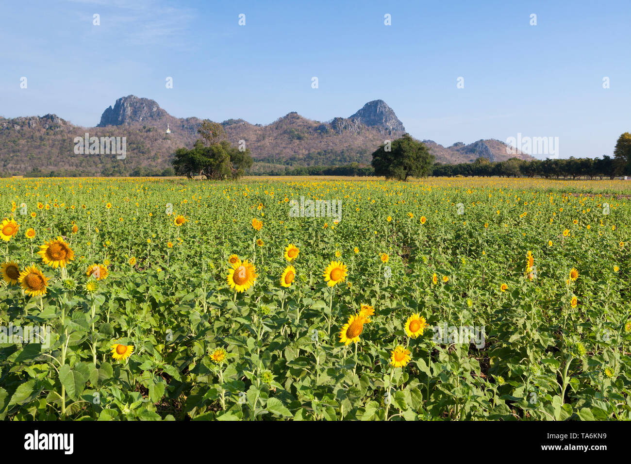 Sunflower fields, Thailand Stock Photo Alamy