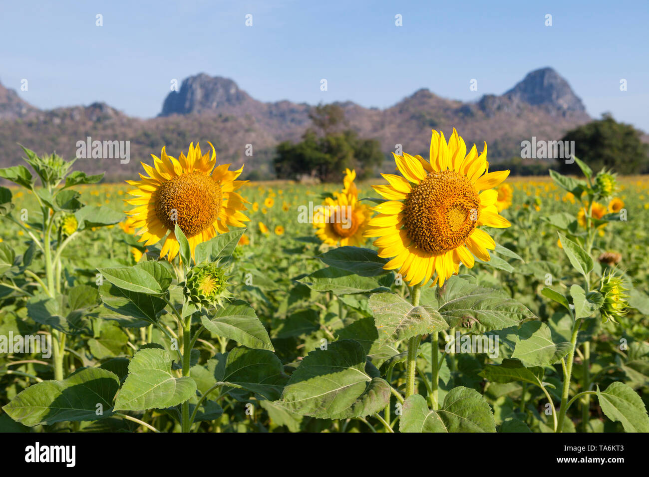 Sunflower fields, Thailand Stock Photo Alamy