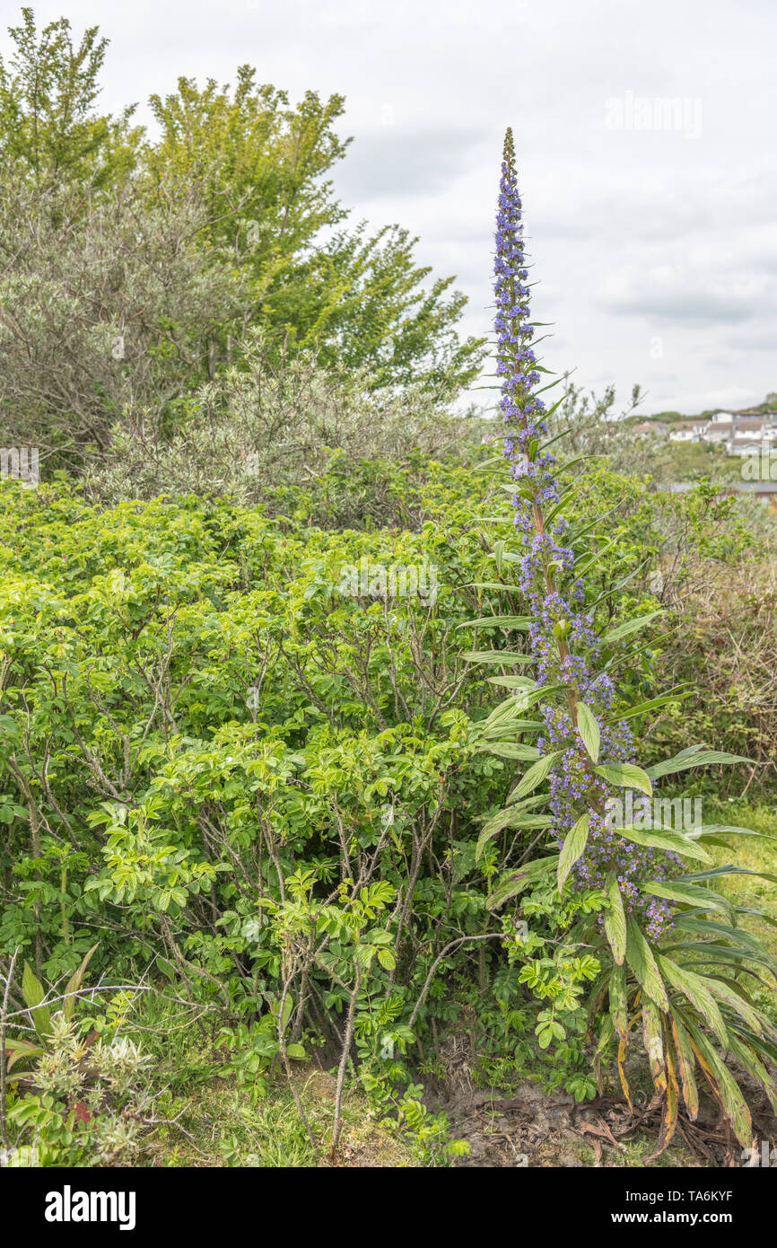 Blue flowering tall Echium plant commonly found in gardens (here on a Cornwall beach