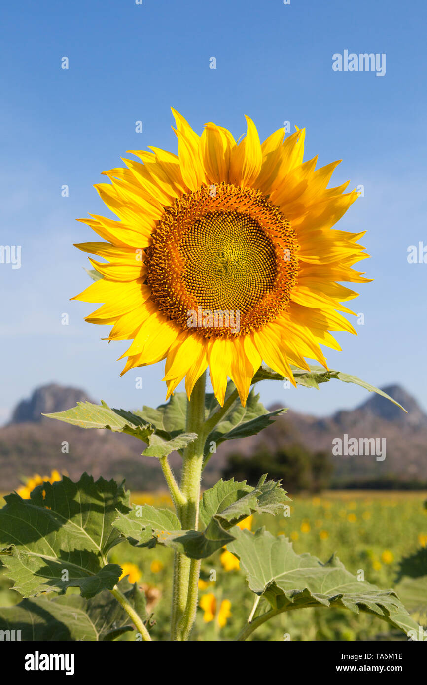 Sunflower fields, Thailand Stock Photo Alamy