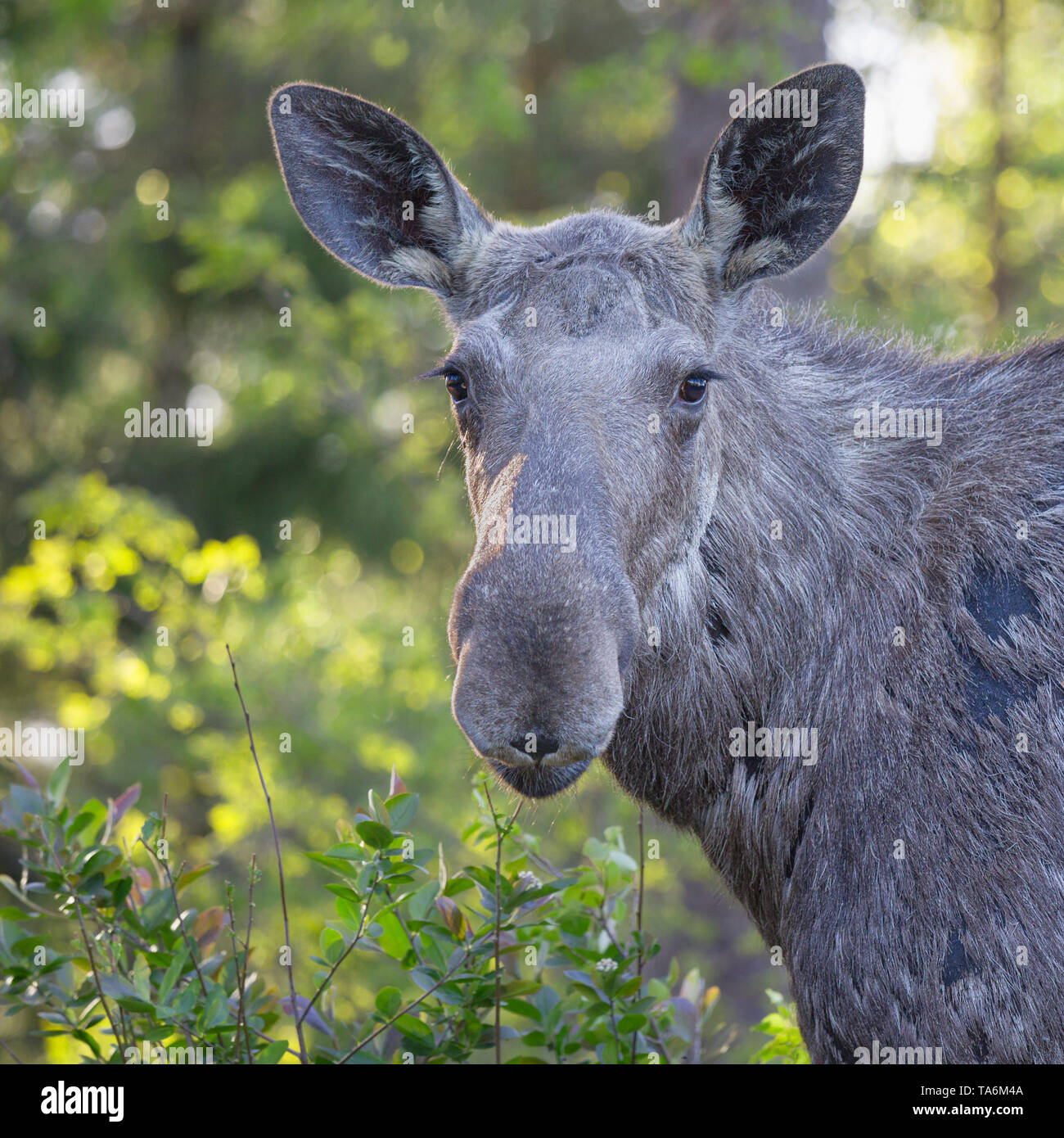 Outdoor close up head and shoulder portrait of young wild female moose aka elk Alces alces looking at camera Stock Photo