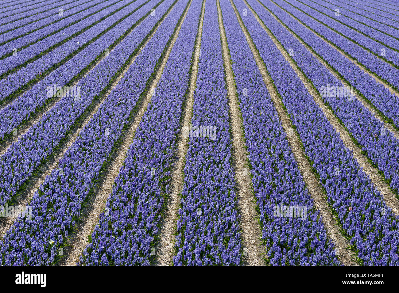 Rows of hyacinths hi-res stock photography and images - Alamy