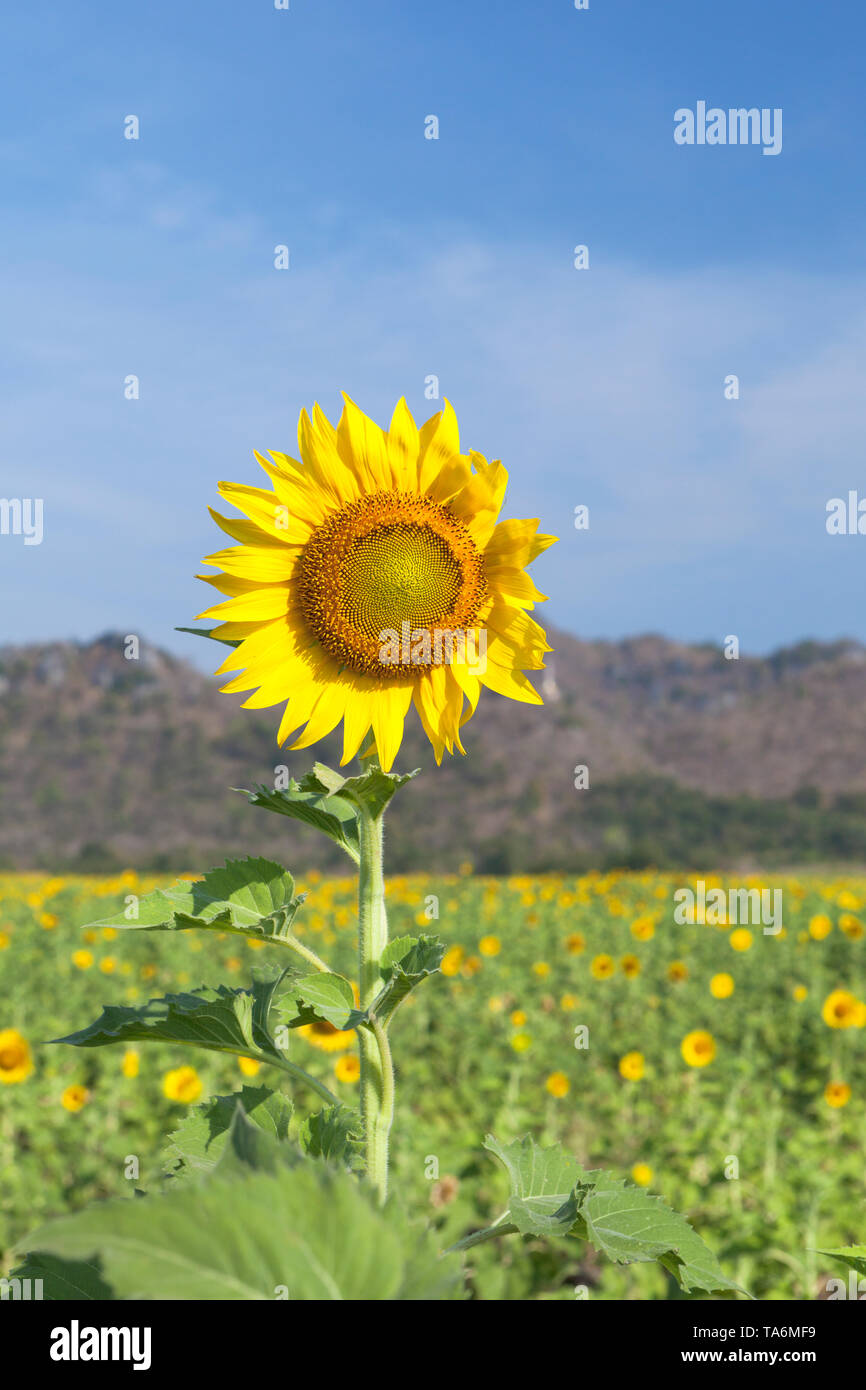 Sunflower fields, Thailand Stock Photo Alamy