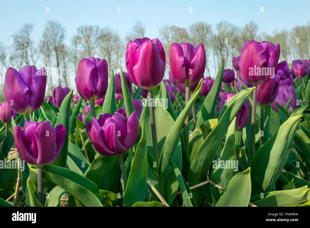 Traditional Dutch tulip field with purple flowers Stock Photo