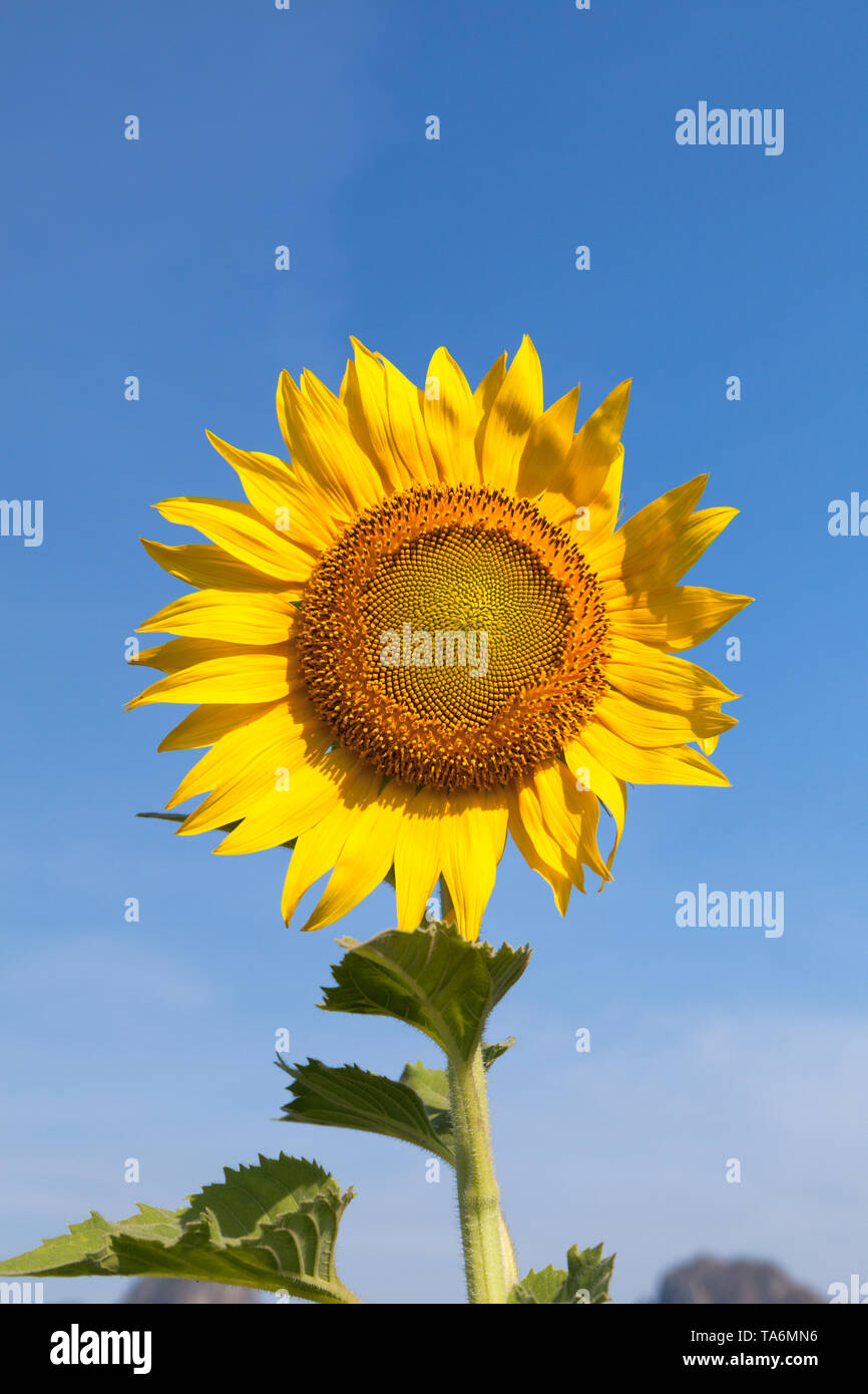 Sunflower fields, Thailand Stock Photo Alamy