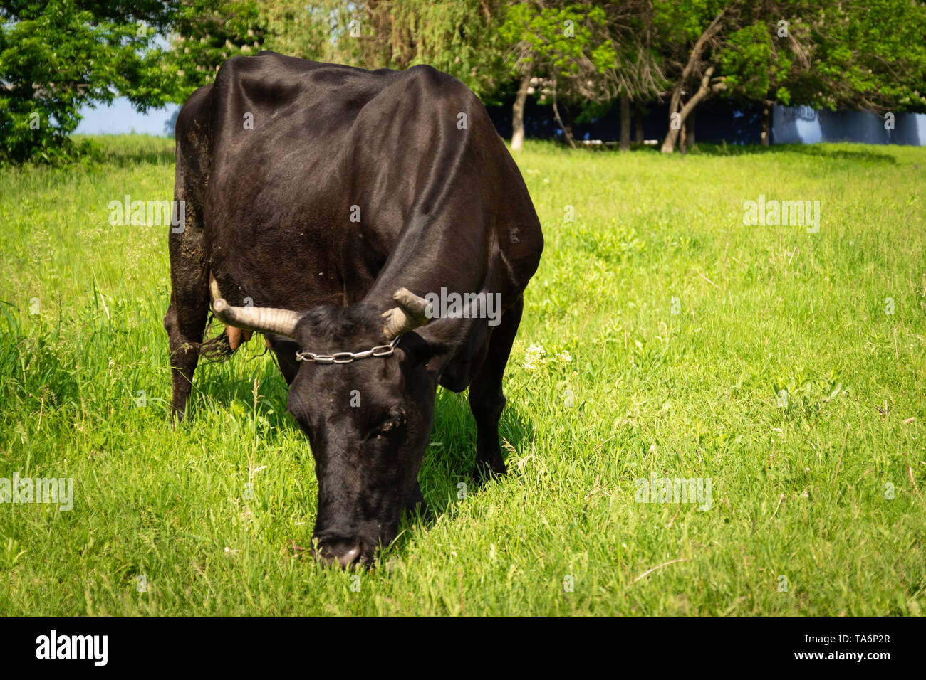 Closeup of beautiful cow on the field or eating green grass on a sunny ...