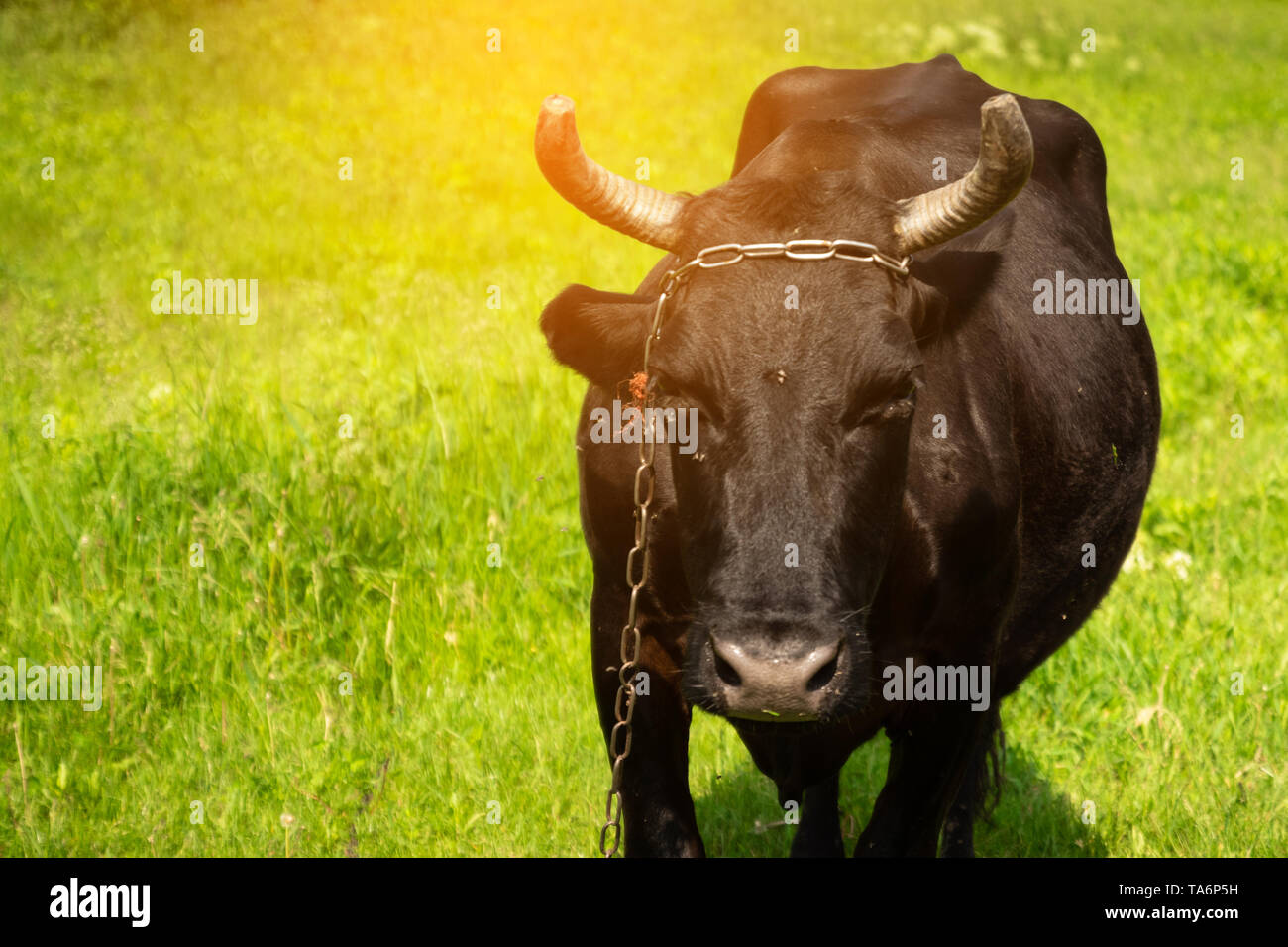 Closeup of beautiful cow on the field or eating green grass on a sunny ...