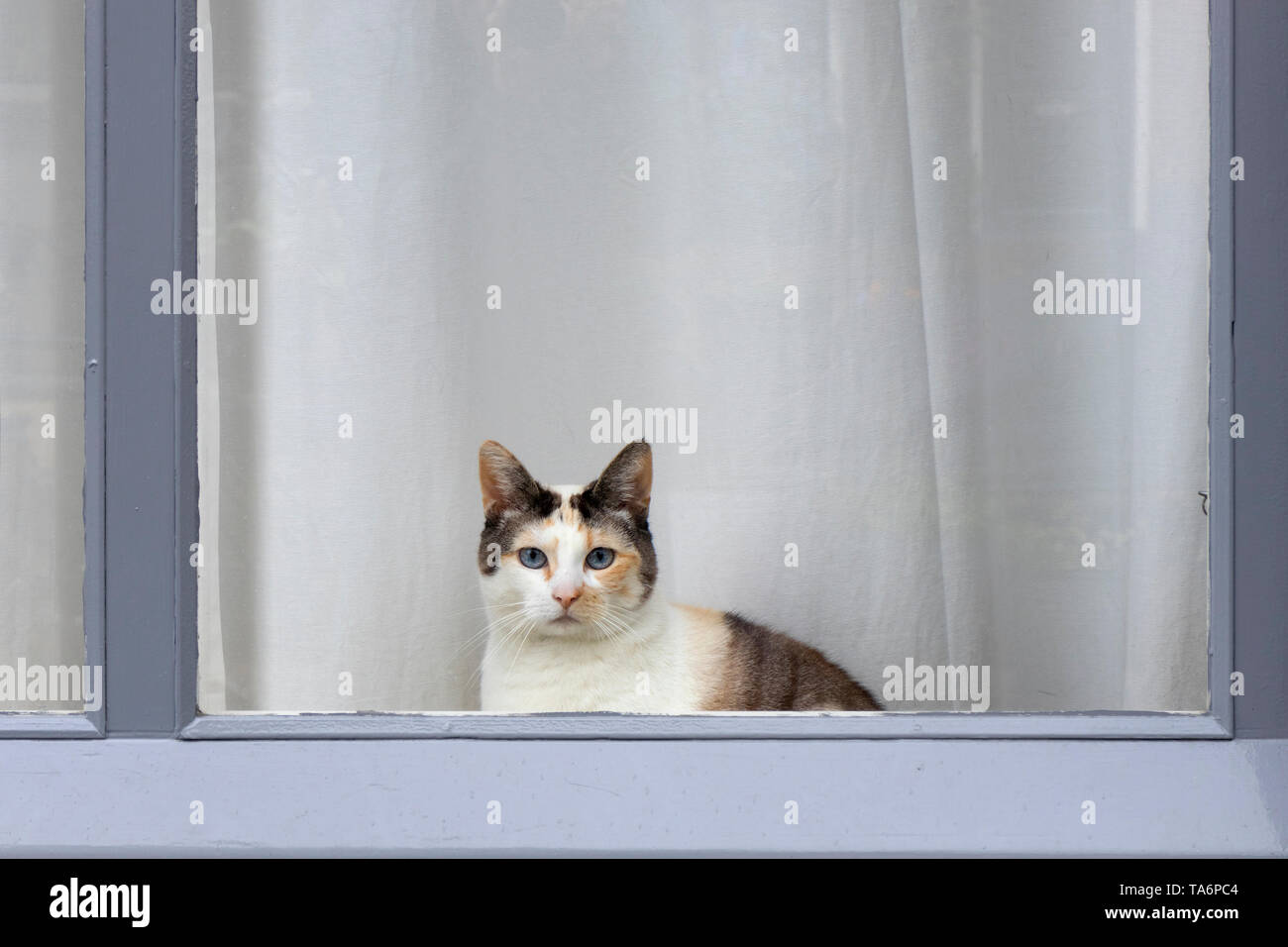 Calico cat with blue eyes sitting in the window sill looking into camera Stock Photo