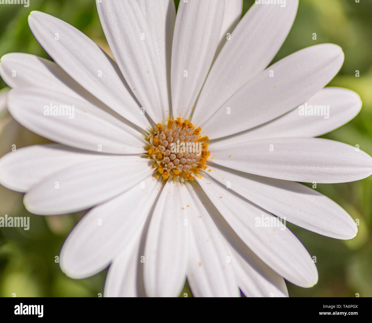 Closeup shot plants white hi-res stock photography and images - Alamy