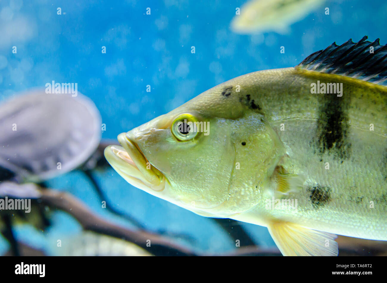 fish cichla monoculus in the aquarium Stock Photo