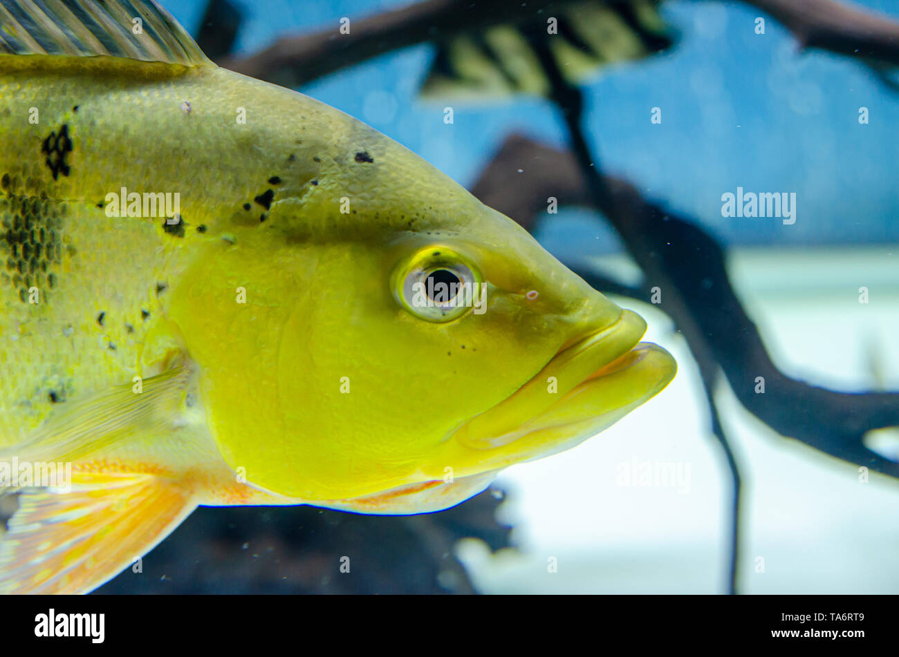 fish cichla kelbri in the aquarium Stock Photo